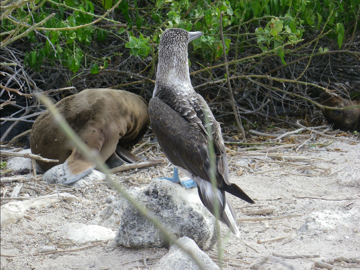 Blue footed booby103